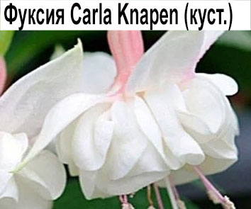 Фуксия Carla Knapen куст  НОВИНКА КАТАЛОГА