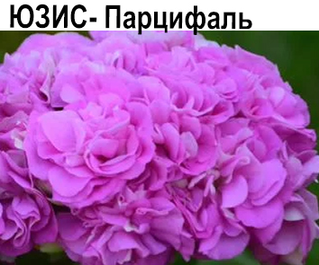 ЮЗИС-Парцифаль   НОВИНКА КАТАЛОГА