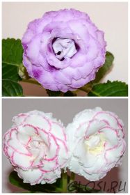 ЕН-Дикий Виноград/ЕН-Душа Белой Птицы