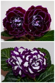 ЕН-Лиловый Вельвет/ЕН-Новая Волна