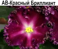 АВ-Красный Бриллиант