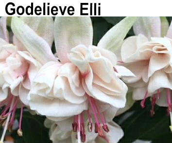 Фуксия Godelieve Elli НОВИНКА КАТАЛОГА!