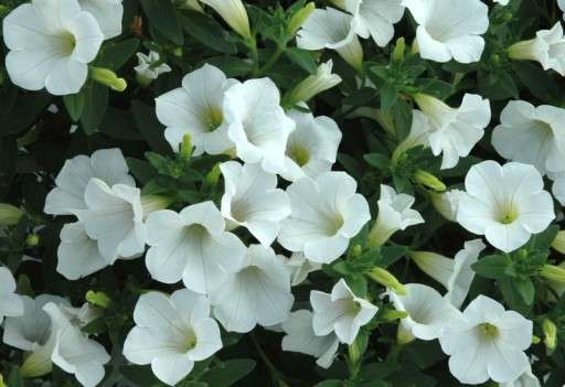 Петуния Сурфиния Табл Вайт (Surfiniy Tabl Vait)