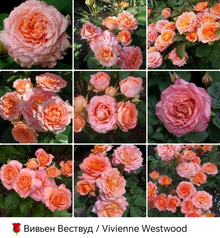 Вивьен Вествуд