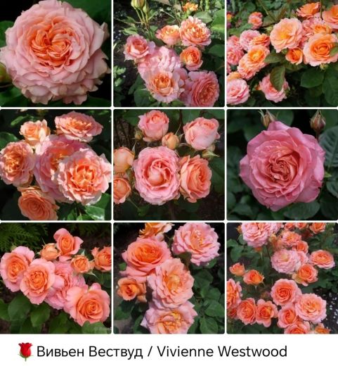 Вивьен Вествуд