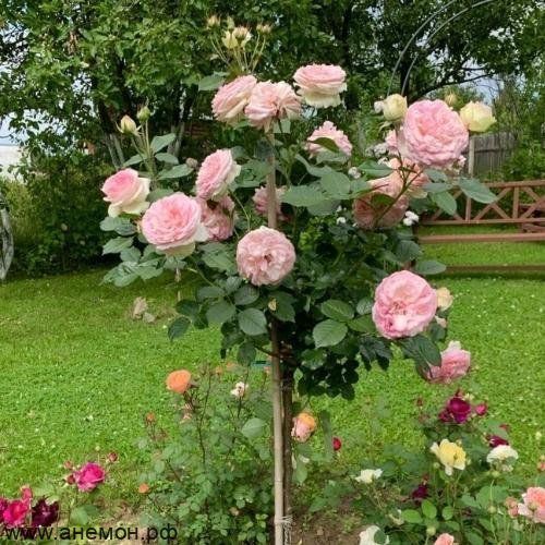 Роза "Шарль де Нерво" на штамбе