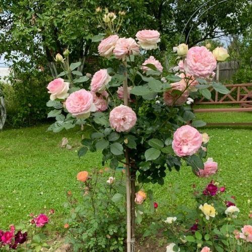 Роза "Шарль де Нерво" на штамбе