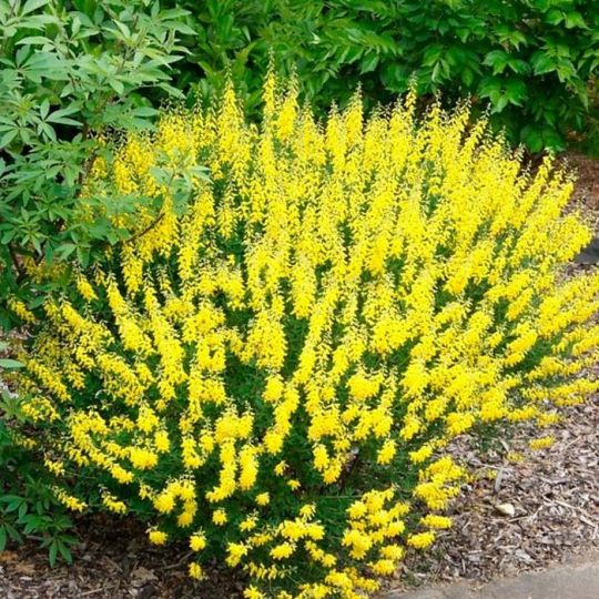 Ракитник Русский