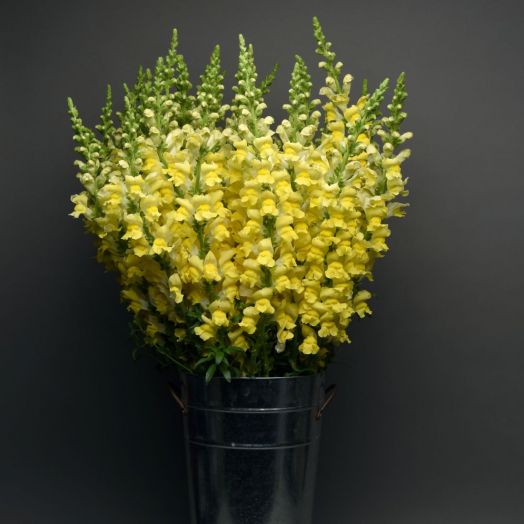 Львиный зев на срезку (Antirrhinum majus) Maryland Bright Yellow, 100 семян