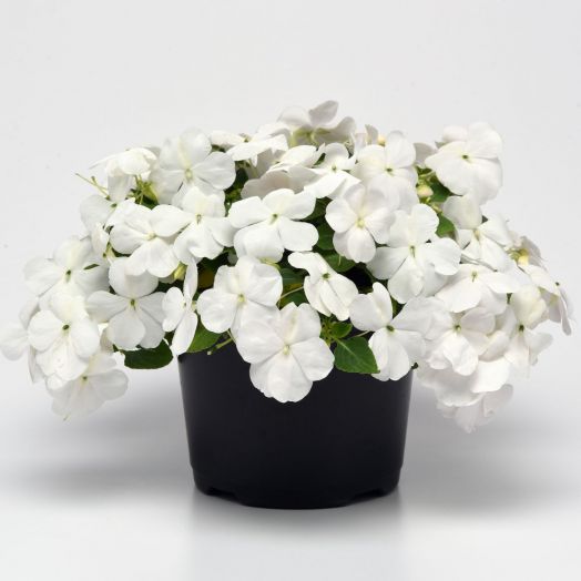 Бальзамин Уоллера (Impatiens walleriana F1) Beacon White, 50 семян