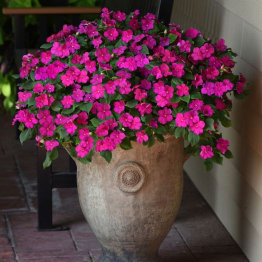 Бальзамин Уоллера (Impatiens walleriana F1) Beacon Violet Shades, 50 семян