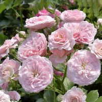 Ши Лавс Ю (She Loves You)