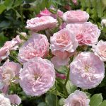 Ши Лавс Ю (She Loves You)