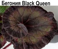 Black Queen