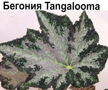 Бегония Tangalooma