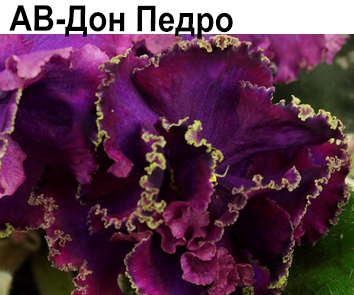 АВ-Дон Педро  НОВИНКА КАТАЛОГА!