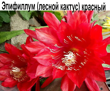 Эпифиллум красный (лесной кактус)