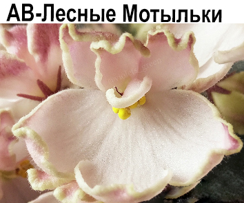 АВ-Лесные Мотыльки  НОВИНКА КАТАЛОГА