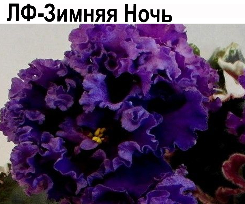 ЛФ-Зимняя Ночь (Федосеева)  НОВИНКА КАТАЛОГА