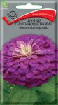 Cinniya-georginocvetkovaya-Fioletovaya-koroleva-0-4-g-Poisk