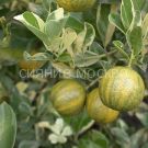 Citrus-Limon-Variegata-komnatnoe-rastenie-1-sht-Poisk