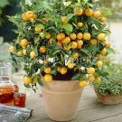 Citrus-Mandarin-komnatnoe-rastenie-1-sht-Poisk