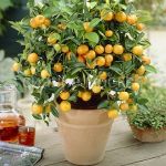 Citrus-Mandarin-komnatnoe-rastenie-1-sht-Poisk