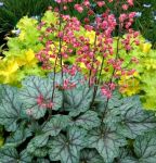 Гейхера Peppermint Spice (Пепперминт Спайс) (P9) (ПОСПЕЛЛА)