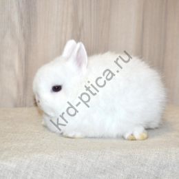 Кролик гермелин (hermelin)