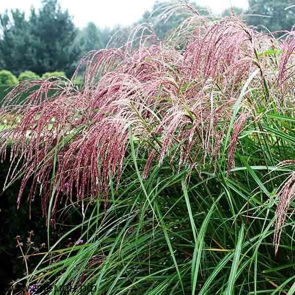 Мискантус "Фламинго"