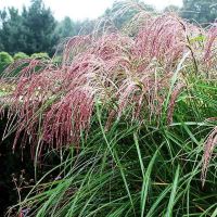 Мискантус "Фламинго"