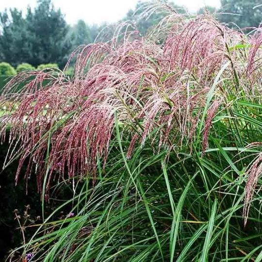 Мискантус "Фламинго"