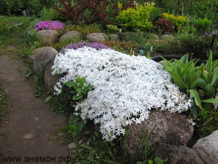 Флокс шиловидный (Белый)