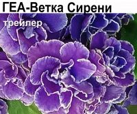 ГЕА-Ветка Сирени