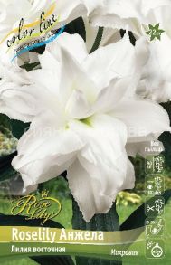 Лилия Роузлили Анжела (Roselily Angela), вост. махр., 12/14, 1 шт (Колорлайн)