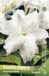 Лилия Роузлили Анжела (Roselily Angela), вост. махр., 12/14, 1 шт (Колорлайн)