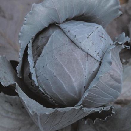 Капуста краснокочанная Редкап F1, 50шт семян