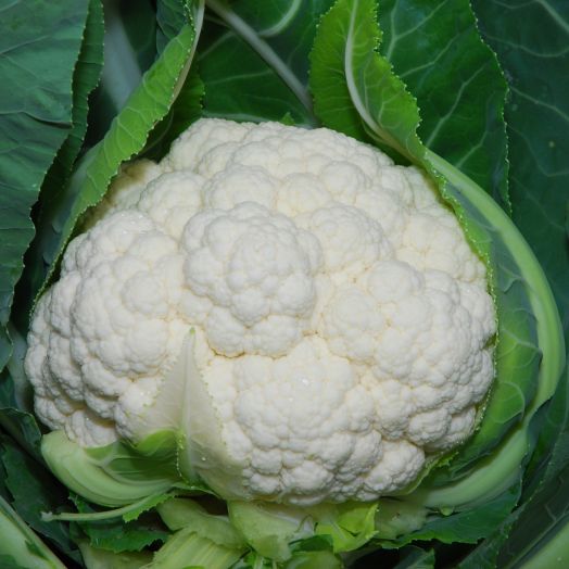 Капуста цветная Наутилус F1, 100шт семян