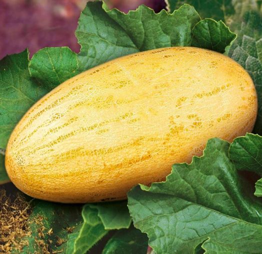 Дыня Торпилле F1, 10шт семян