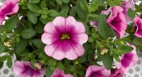 Калибрахоа MiniFamous Neo Frozen Berry