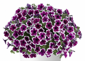 Петуния  Capella  Rim Raspberry
