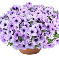 Петуния CASCADIAS Lavender ice