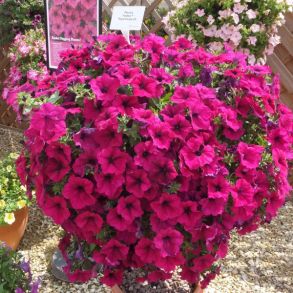 Петуния Fanfare Royal Purple