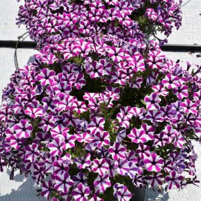 Петуния Capella Magenta Diamond