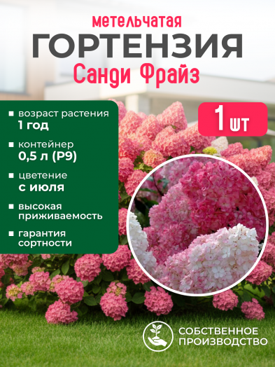 Гортензия метельчатая Санди Фрайз, Р9