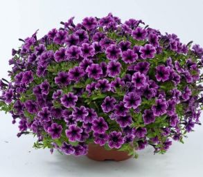 Петуния Littletunia Pink Splesh