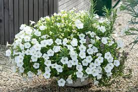 Петуния Mini Vista White