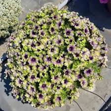 Петуния Amazonas Plum Cockatoo