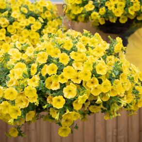 Петуния  Capella  Hello Yellow