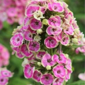 Флокс Orchid Yellow (Орхид Йеллоу) (P9) (ПОСПЕЛЛА) 1 шт